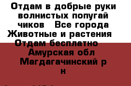 Отдам в добрые руки волнистых попугай.чиков - Все города Животные и растения » Отдам бесплатно   . Амурская обл.,Магдагачинский р-н